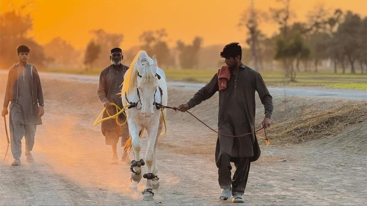 A third majestic photo of Nawazish with his horse.